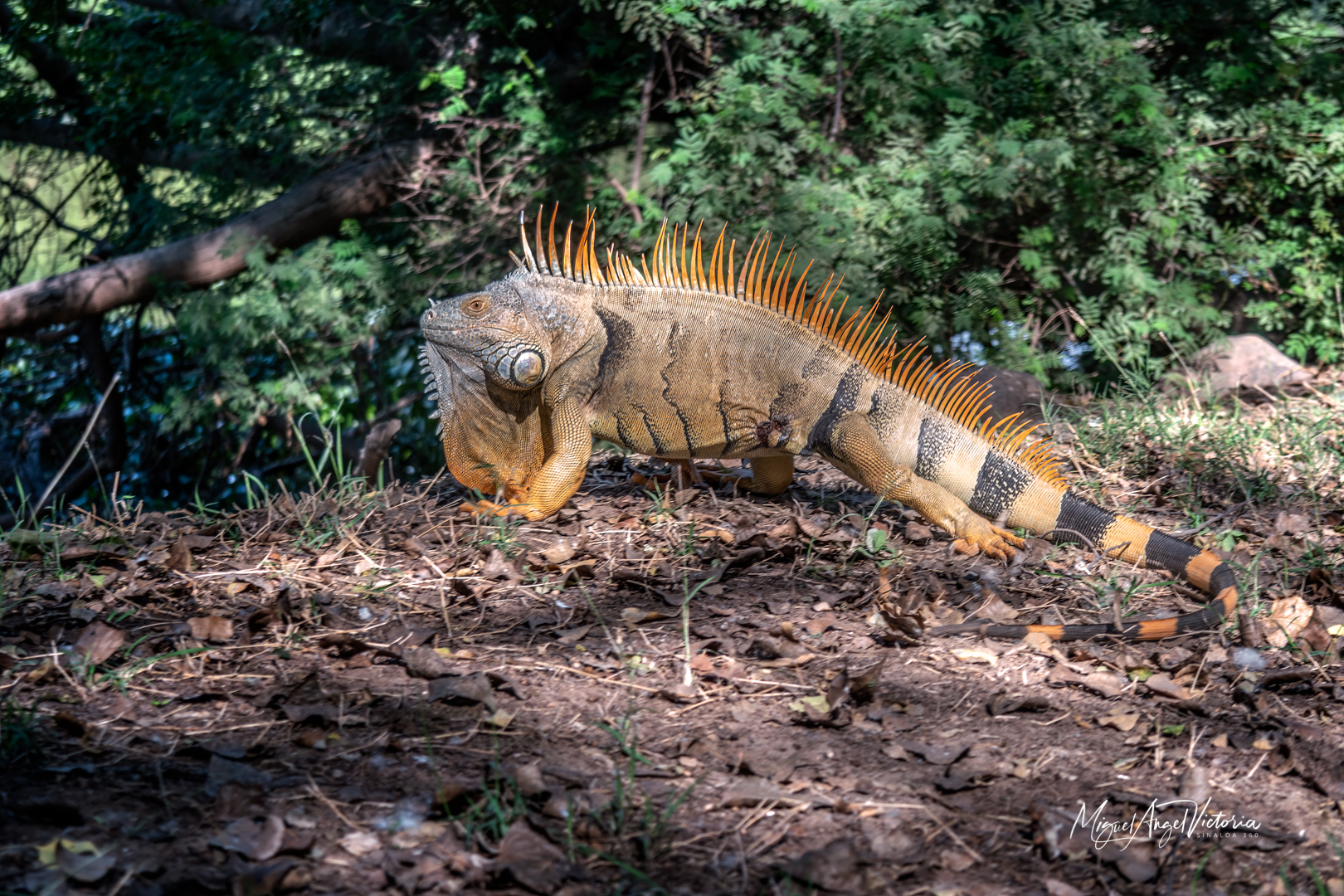 Iguana