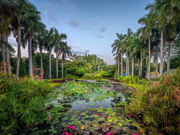 Jardín Botánico Culiacán. Colección de plantas acuáticas
